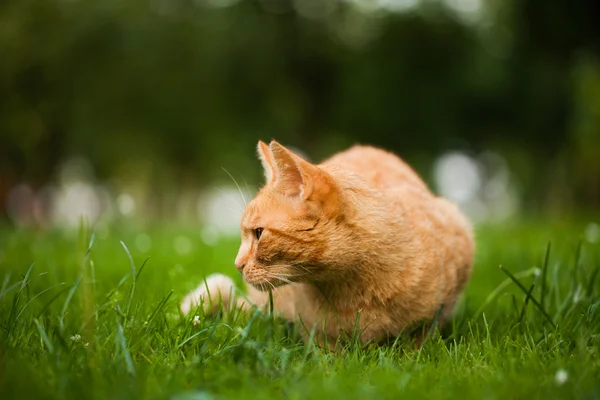 정원에 있는 고양이 — 스톡 사진