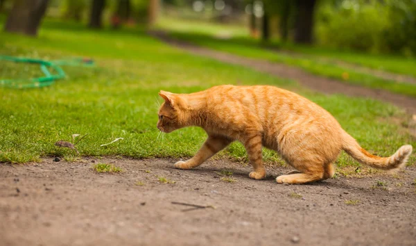 Gato no jardim perseguindo o mouse — Fotografia de Stock