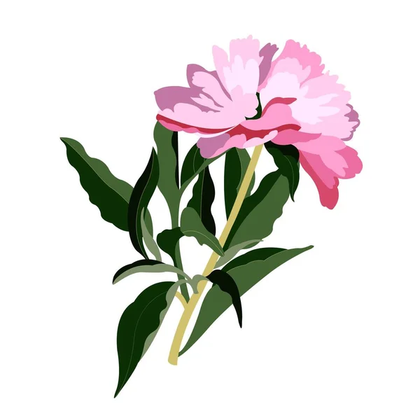 Peony Spring Flower Vector Color Illustration — Stock vektor