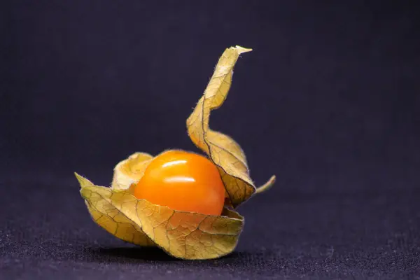 Physalis Peruviana meyvesi. Altın böğürtlenlere yakın çekim