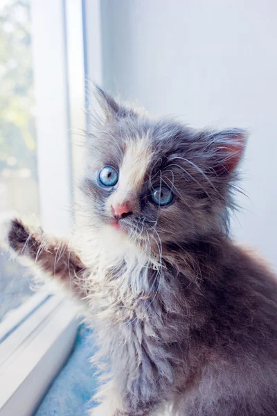 Gatito persa, sentado junto a la ventana Imagen de stock