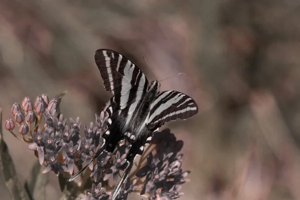 Borboleta — Fotografia de Stock