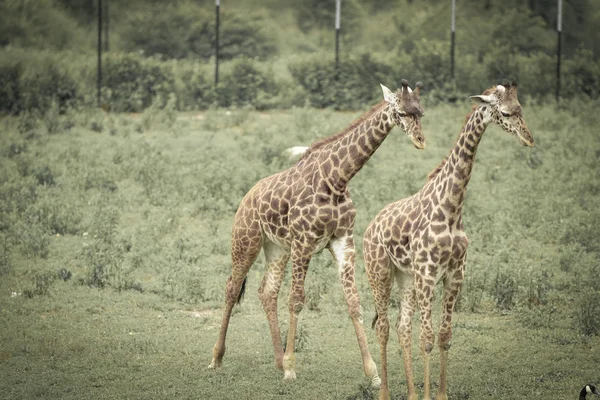 Giraff walking — Stock Photo, Image