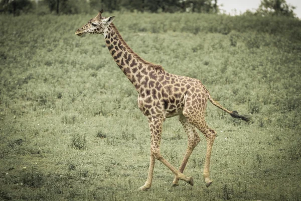 Giraff běží — Stock fotografie