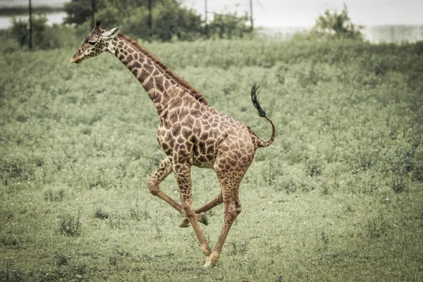 Giraff running — Stock Photo, Image