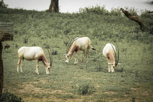 Oryx grazen — Stockfoto