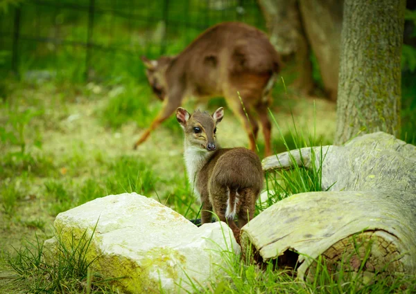 Dik dik — ストック写真