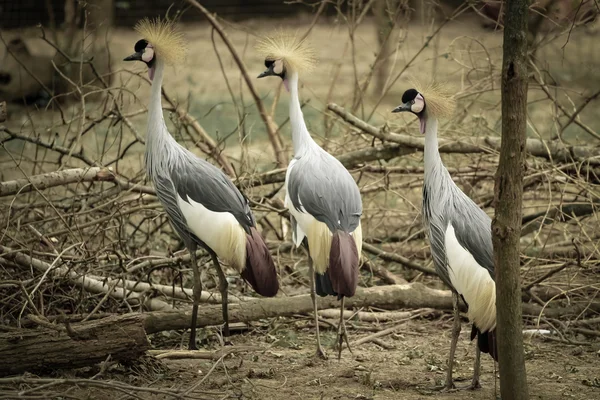 Oiseaux couronnés — Photo