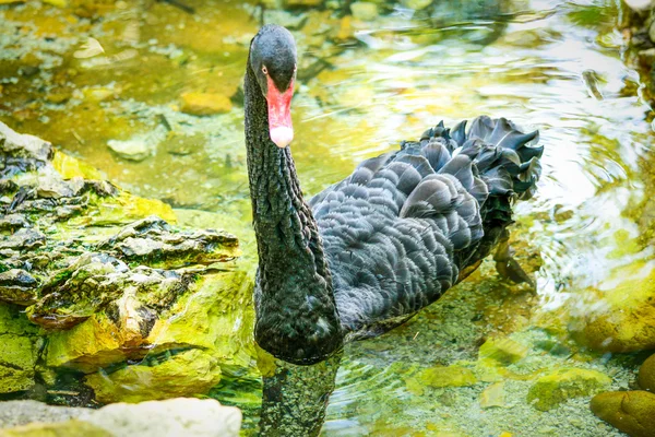 Anatre sull'acqua — Foto Stock