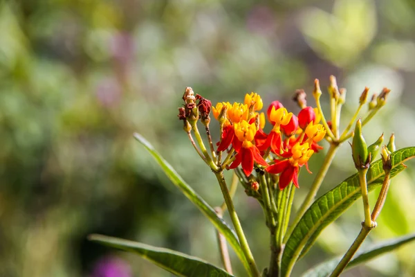 Flores — Fotografia de Stock