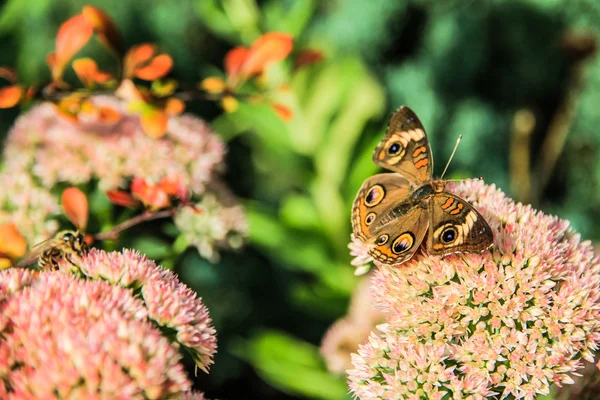 Borboleta — Fotografia de Stock