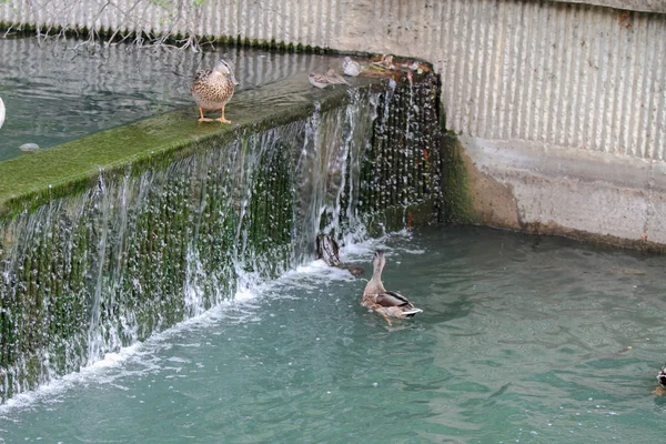 Naturaleza — Foto de Stock