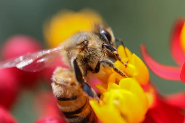 Nature — Stock Photo, Image