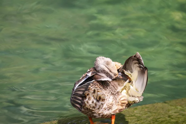 Naturaleza — Foto de Stock