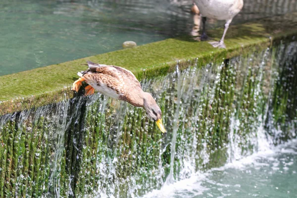 Naturaleza — Foto de Stock