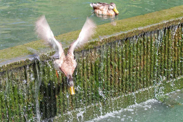 Naturaleza — Foto de Stock