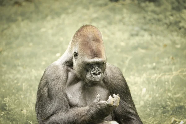 Gorilla — Stockfoto