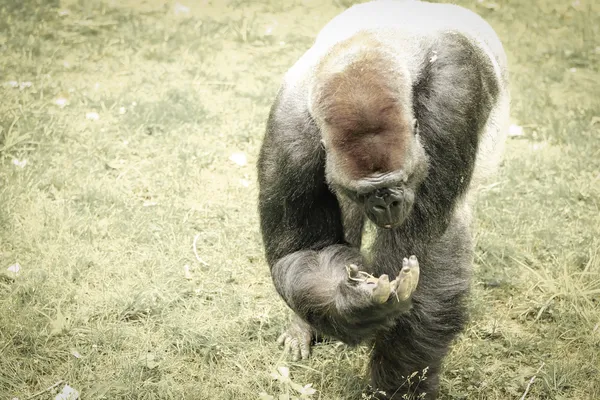 Gorila — Fotografia de Stock