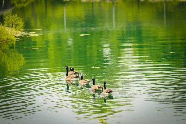 Naturaleza — Foto de Stock