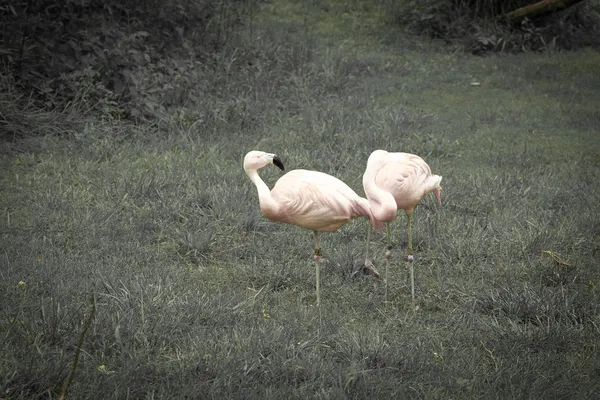 Flamingor — Stockfoto