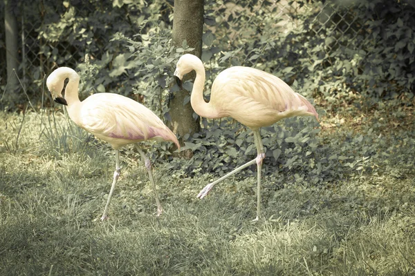 Flamants roses — Photo