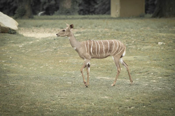 Tiere — Stockfoto