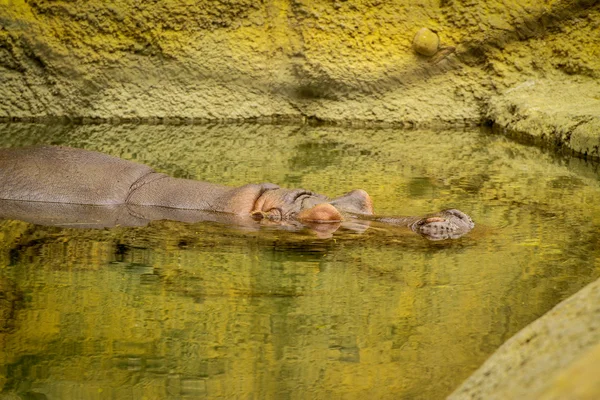 Hippos — Stock fotografie