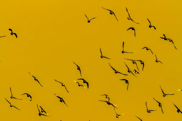 Birds in flight — Stock Photo, Image