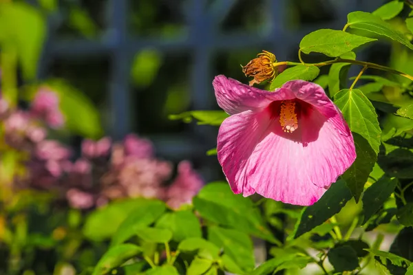 花香 — 图库照片