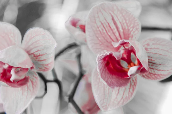 Orchideje — Stock fotografie