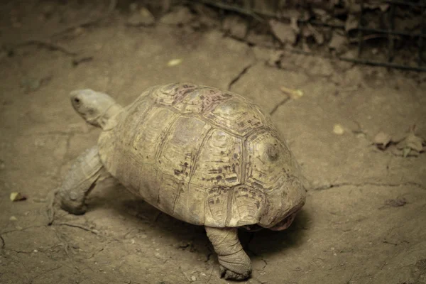 Schildkröte — Stockfoto