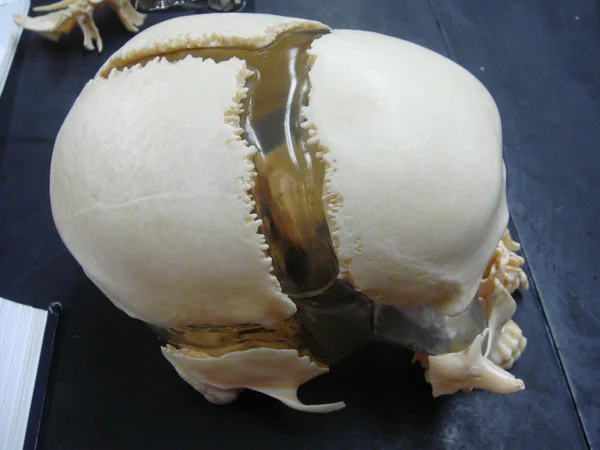 Cráneo y curvaturas —  Fotos de Stock