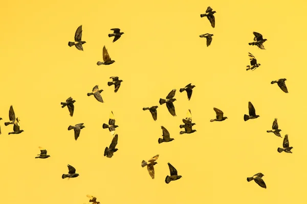 Vogels in vlucht — Stockfoto