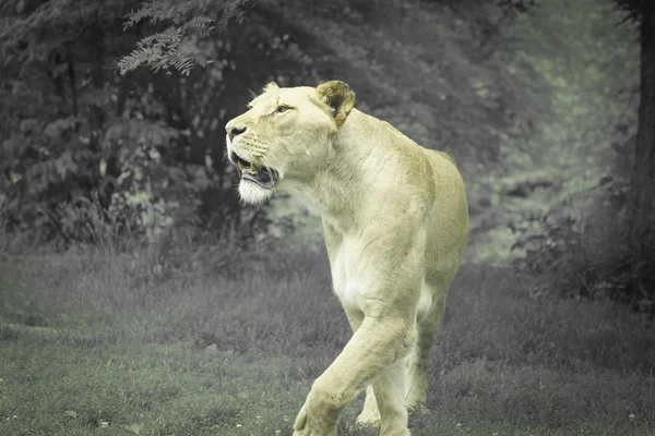 雌ライオン — ストック写真