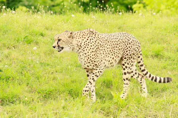 Cheetah walking — Stok fotoğraf