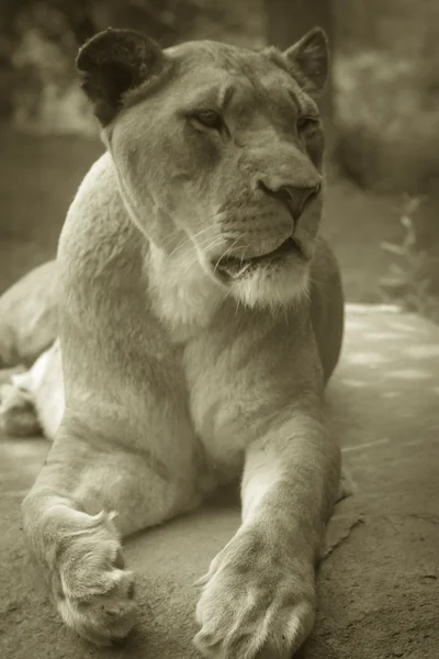 사자 왕 — 스톡 사진