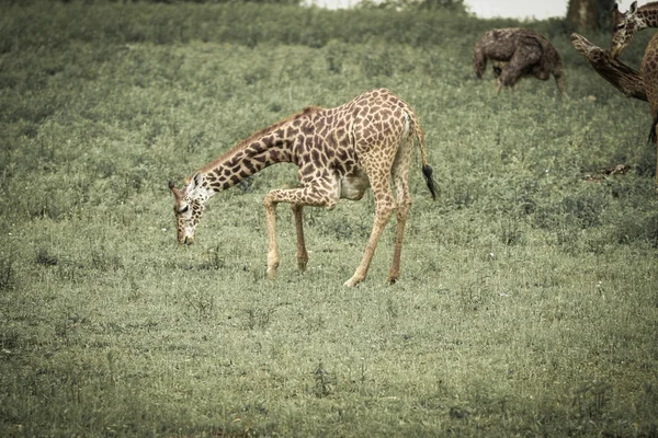 Giraff — Stockfoto
