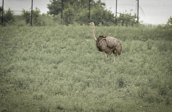 Ostrich — Stock Photo, Image