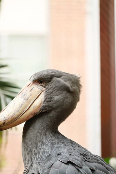 Shoebill πελαργός — Φωτογραφία Αρχείου