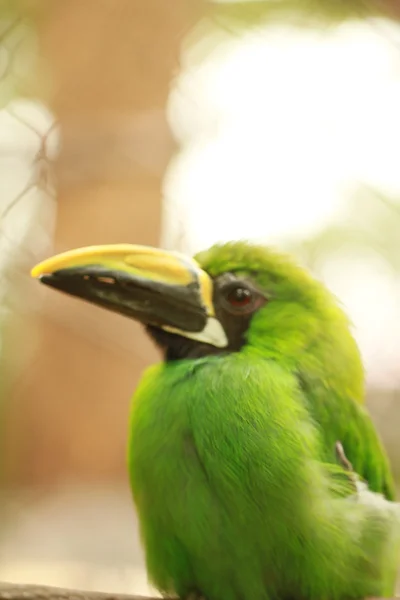 绿宝石大嘴鸟 — 图库照片