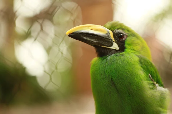 Σμαραγδένια toucan — Φωτογραφία Αρχείου