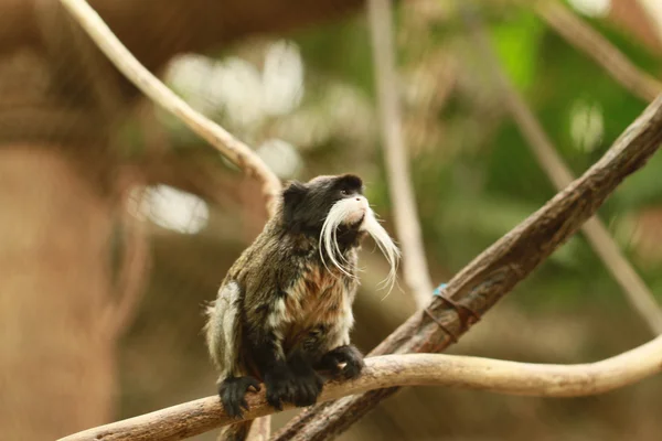 Császár tamarin — Stock Fotó