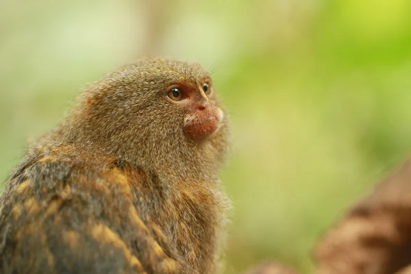 Пігмеїв marmosets — стокове фото