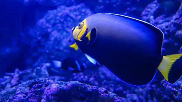 Ángel de anteojos de pescado Fotos de stock libres de derechos