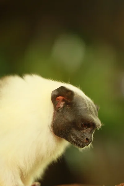 Pied Tamarin — Stock fotografie