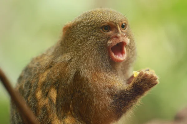 Pygmy Marmosets Royalty Free Stock Images