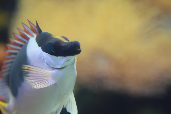 Pescado —  Fotos de Stock