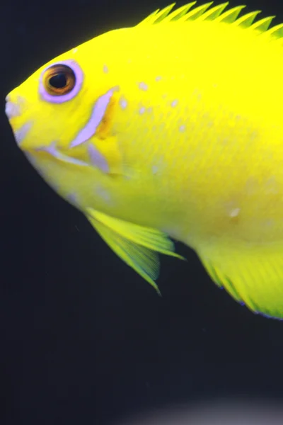 Pesce — Foto Stock