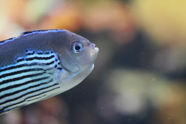 Pescado —  Fotos de Stock