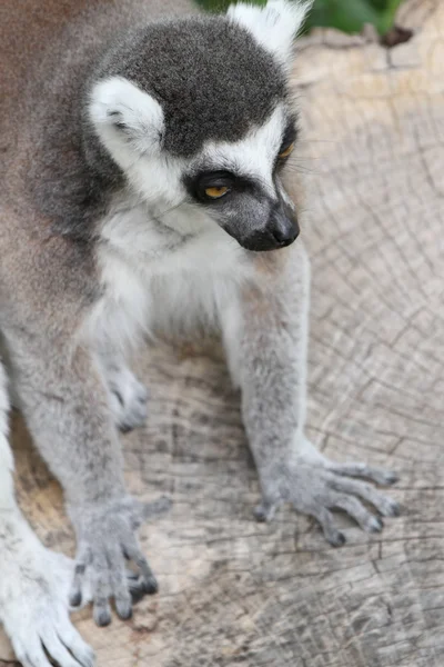 Tierwelt — Stockfoto